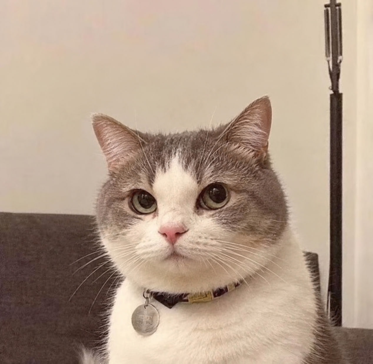 The original Public Cat photograph